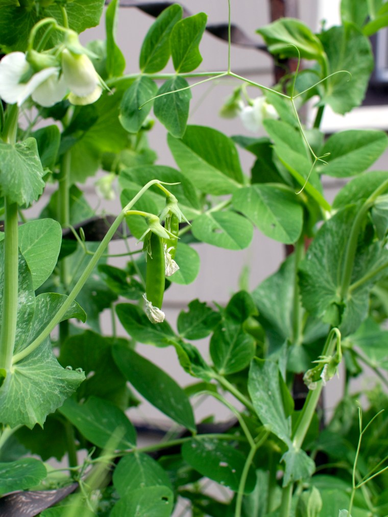Super Green Spring Salad // Big Eats Tiny Kitchen